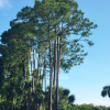 BÄUME IN DEN USA, GEORGIA (EINMALIG)