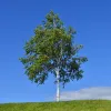 BÄUME IM VEREINIGTEN KÖNIGREICH (EINMALIG)