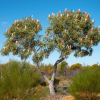 BÄUME IN AUSTRALIEN (EINMALIG)
