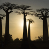TREES IN MADAGASCAR (ONE-OFF)