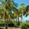 BÄUME IN DEN USA FLORIDA (EINMALIG)
