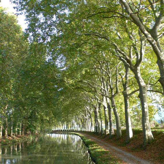 BÄUME IN FRANKREICH (EINMALIG)